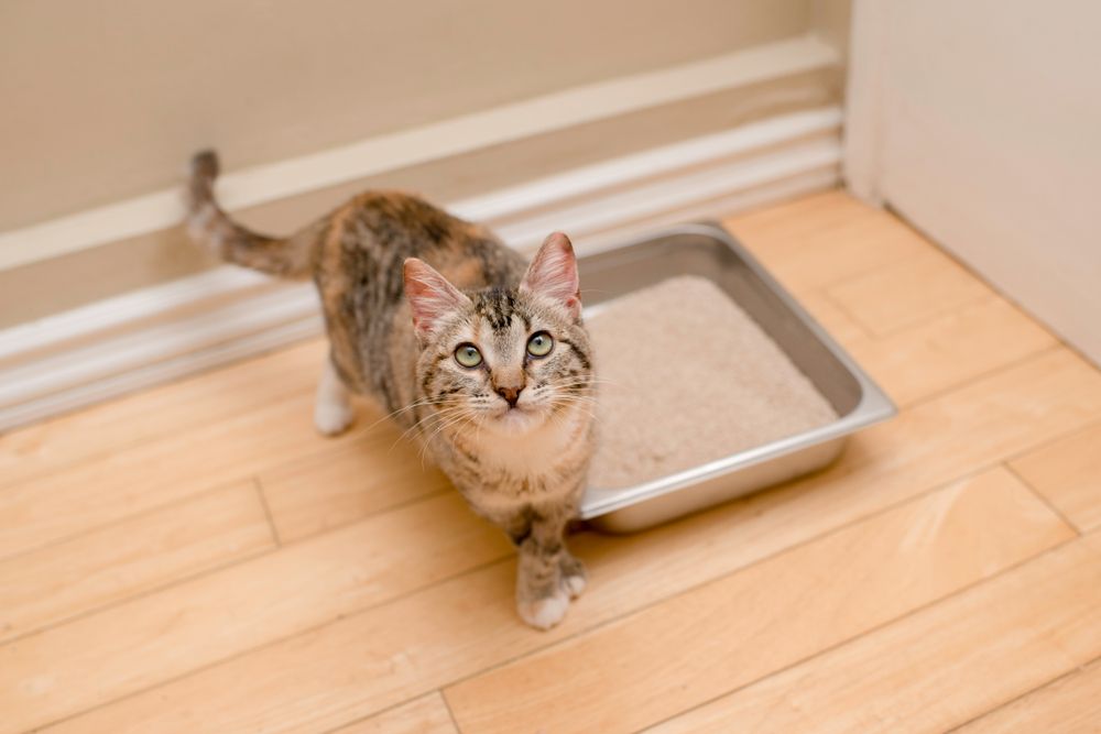 Happy Tabby Kitten with Litter Box