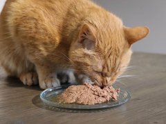 Orange Short Hair Tabby Cat Eating Fancy Feast Wet Canned Cat Food Turkey & Giblets Feast Classic Pate