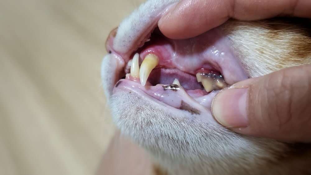 Owner hand opening adult cat's mouth