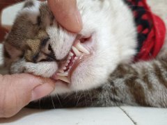 Owner hand opening adult cat's mouth