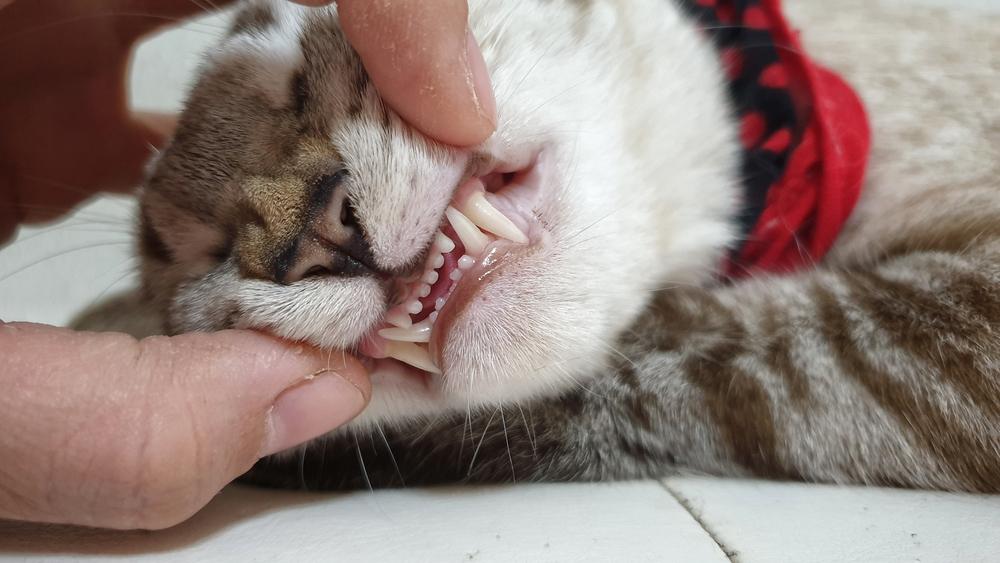 La mano del dueño abriendo la boca del gato adulto