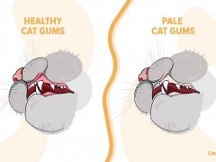 Pale Gums in Cats