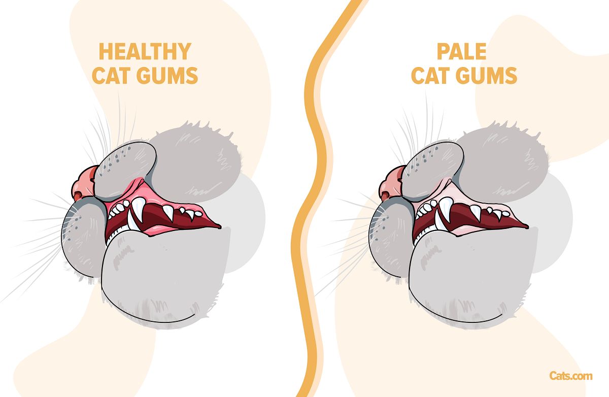 Pale Gums in Cats