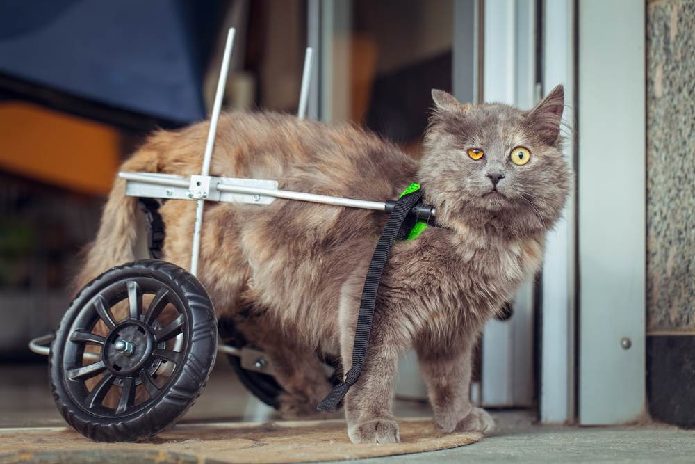 Paralyzed cat