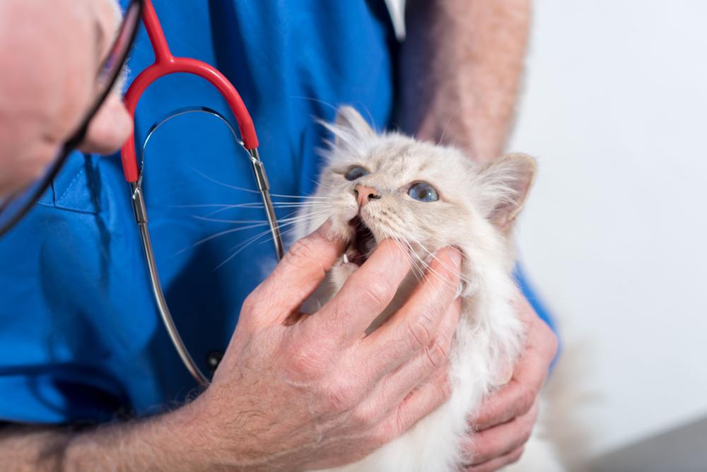 Veterinarian examining cat teeth