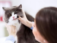 Veterinarian examining teeth of a persian cat