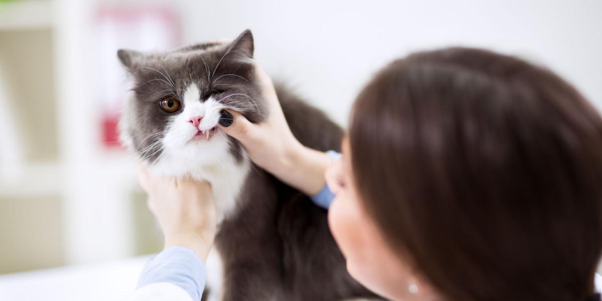 Veterinarian examining teeth of a persian cat