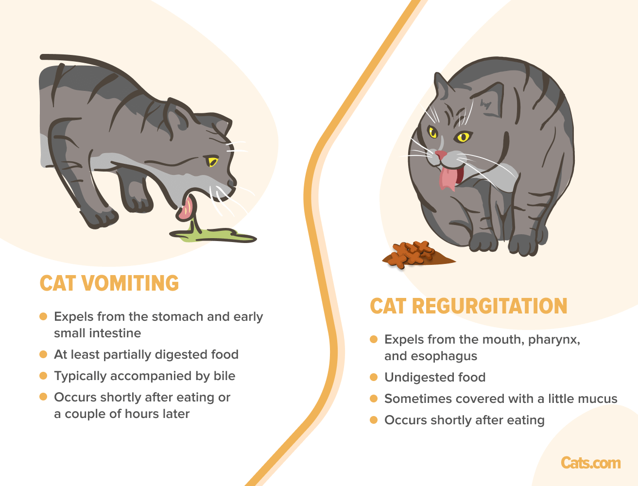 An informative illustration depicting the difference between vomit and regurgitation in cats. Vomit, shown on the left, involves partially digested food and often has a fluid consistency. Regurgitation, shown on the right, is undigested food expelled from the esophagus without the forceful abdominal contractions associated with vomiting.