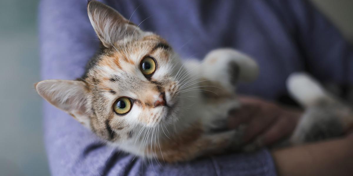 Are Male Cats Extra Affectionate Than Feminine Cats?