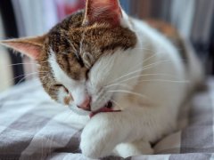 beautiful cute cat licking his paw