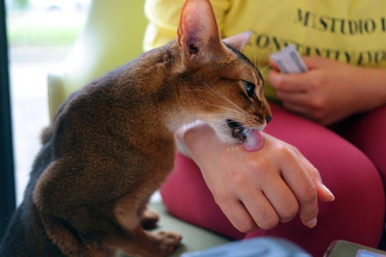 Photo inspiration: Fresh Look at How To Befriend A Nervous Cat An 8 Step Guide