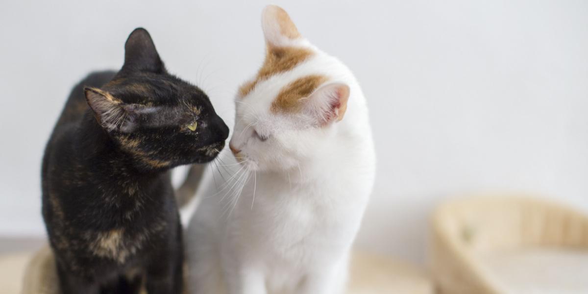 Endearing moment captured as two cats gaze at each other, reflecting companionship, curiosity, and the connection shared between feline friends.