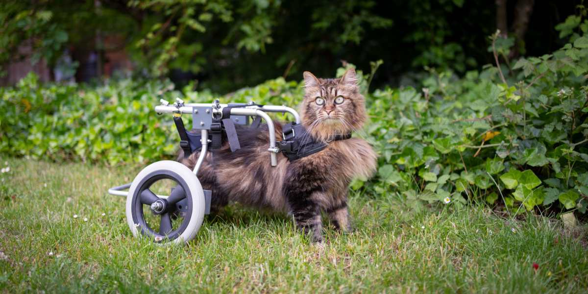 disabled cat