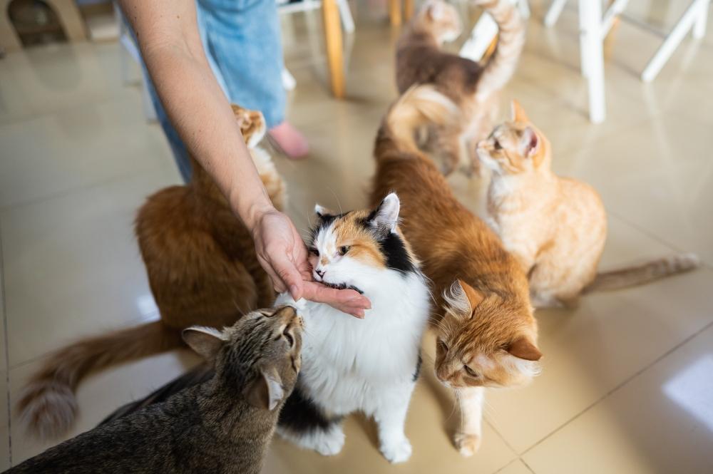 People joyfully playing and interacting with cats, illustrating moments of fun, bonding, and shared happiness between humans and their feline friends.