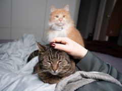 tabby cat getting stroked on bed by pet owner