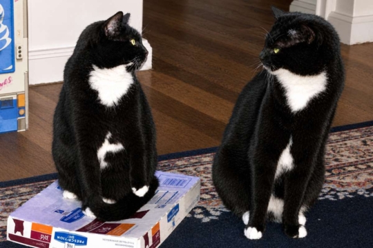 Will Male Cats Mate With Females Not in Heat?