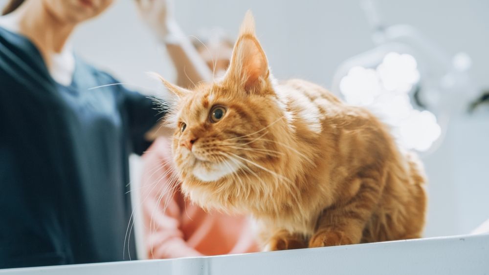 vet Red Maine Coon