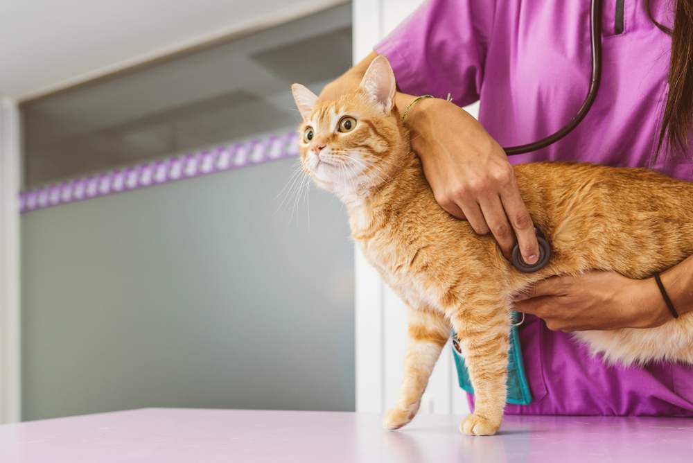 An image depicting a veterinarian performing a thorough check-up on a cat, using a stethoscope to listen to the cat's heartbeat, demonstrating professional care and attention to the animal's well-being.