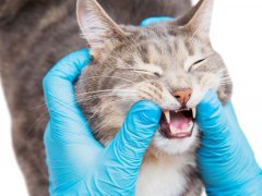 veterinarian checks cat mouth