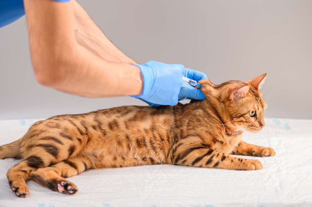 veterinarian uses a syringe to vaccinate bengal cat