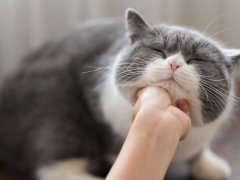 woman touching cat chin