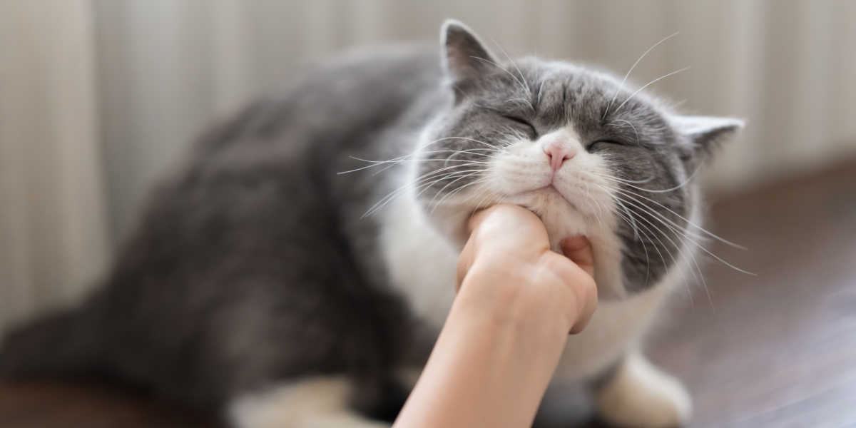 woman touching cat chin