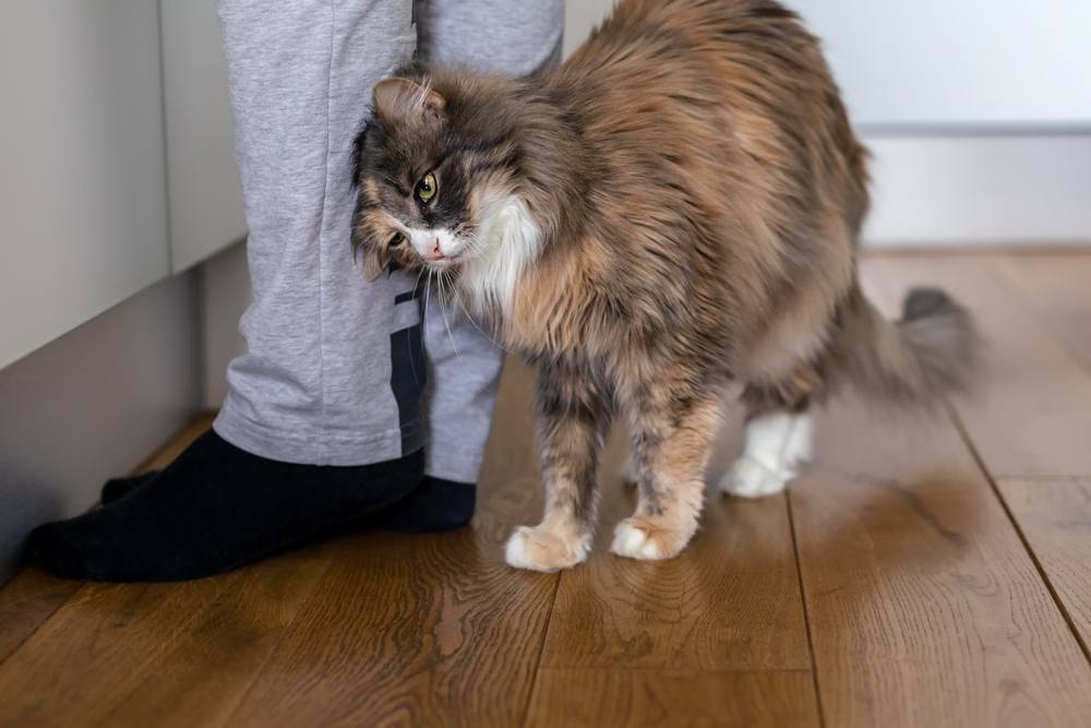 A cat affectionately rubbing against a human's legs, displaying its social and friendly nature through physical interaction.