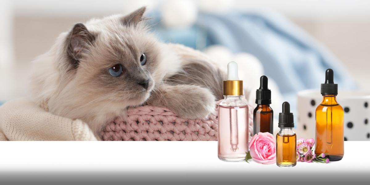 Curious cat gazing intently at an array of essential oils, displaying a mix of intrigue and contemplation