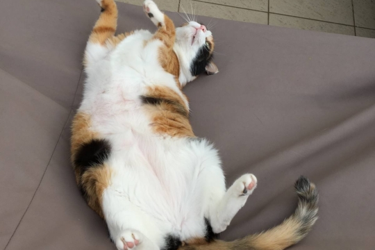 Why Do Cats Show Their Bellies?