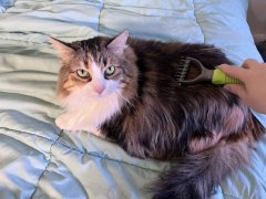 cat brushing using Frisco Dematting Rake