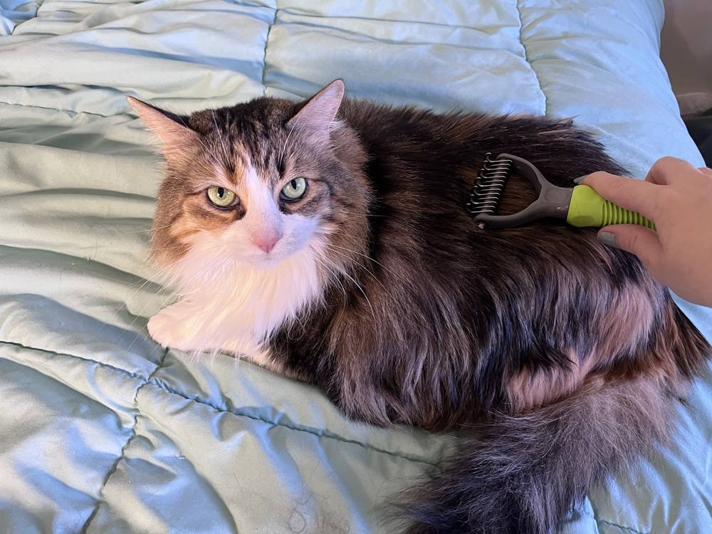 cat brushing using Frisco Dematting Rake