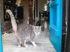 Grey & White Short Hair Tuxedo & Brown Tabby Cats Indoor At Home