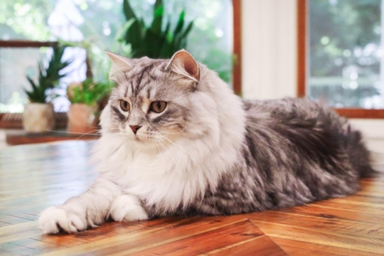 What Do Cats Think About? Science May Finally Have the Answer