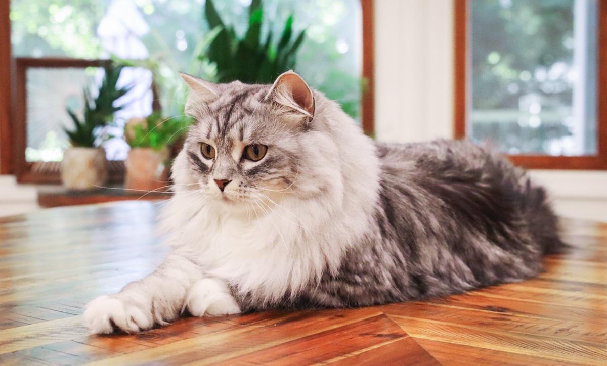 Grey White Siberian Cat Laying Lounging on Table
