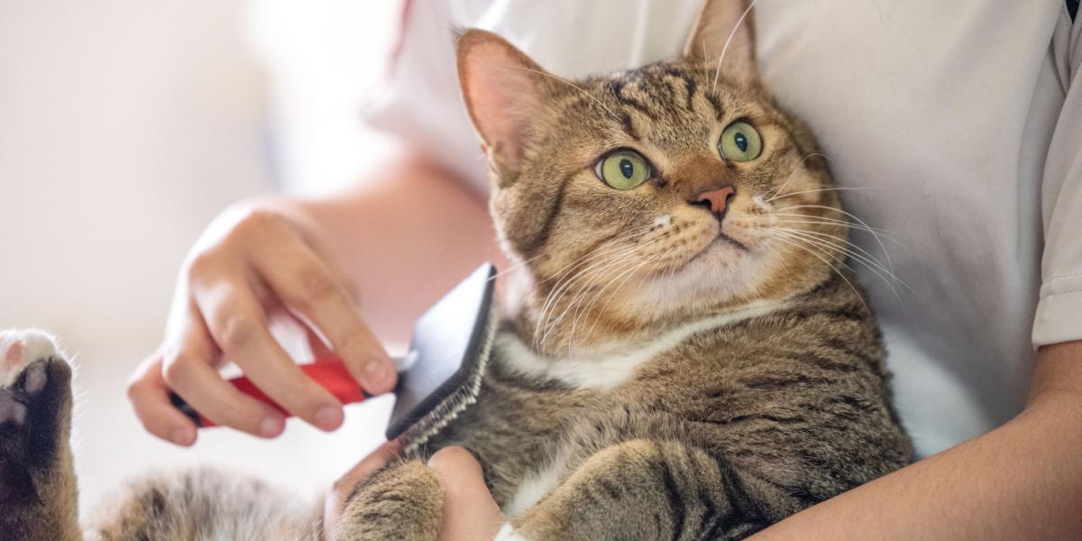 Cat babysitting store