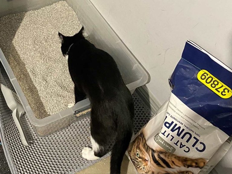 How to Litter Train a Kitten in 3 Simple Steps - Cats.com - Kitten Litter Training Problems