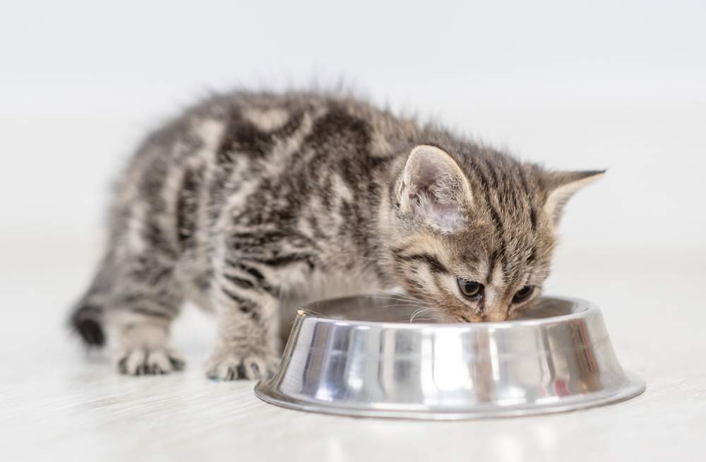 Kitten eating food from dish at home 