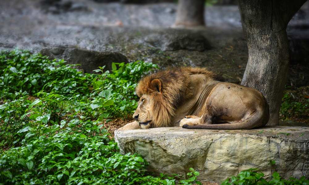 A serene image of a sleeping lion, exuding tranquility and showcasing the peaceful moments in a wild animal's life.