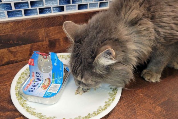 The 7 Best Cat Foods To Hide Pills In: Unbiased Review - Cats.com - Pill Hiding Techniques For Cats