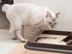 Person hand removing and cleaning cat toilet tray