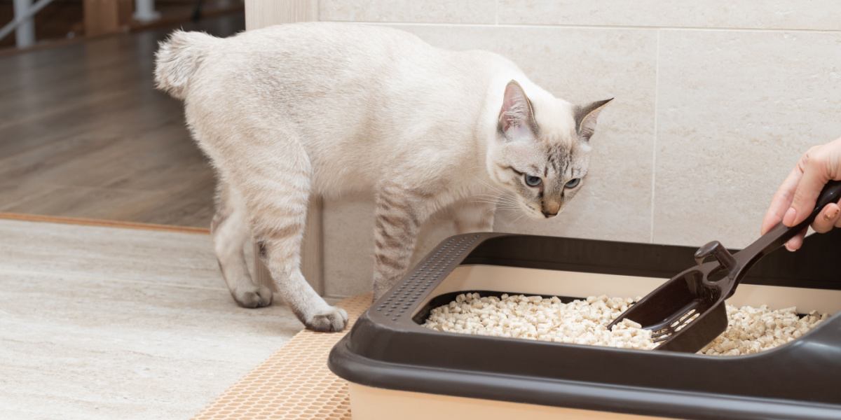 How to train cat to poop in clearance toilet