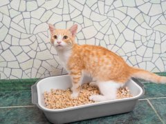 Red-haired cat in litterbox