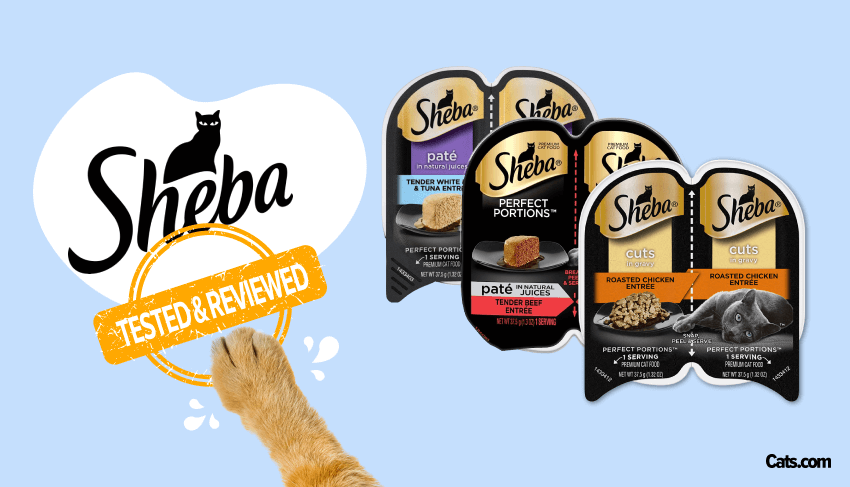 Unbiased Sheba Cat Food Review In 2024 