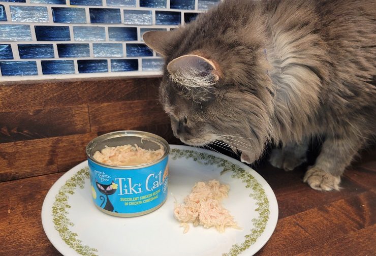 The 7 Best Cat Foods To Hide Pills In 2024 Unbiased Review Cats