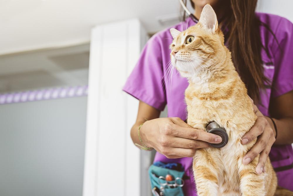 El médico veterinario hace un chequeo de un hermoso gato lindo