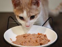 Wellness Complete Health Chicken Entree Smooth Loaf Kitten Pate Wet Canned Food