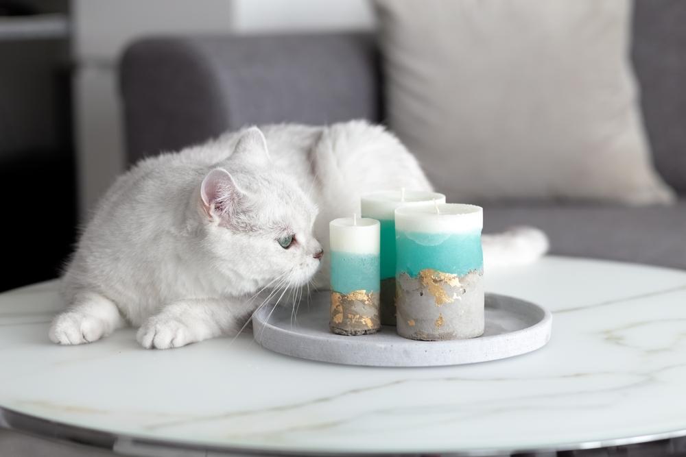a white British cat in a room, standing on a table and curiously sniffing candles, showcasing its inquisitive nature.