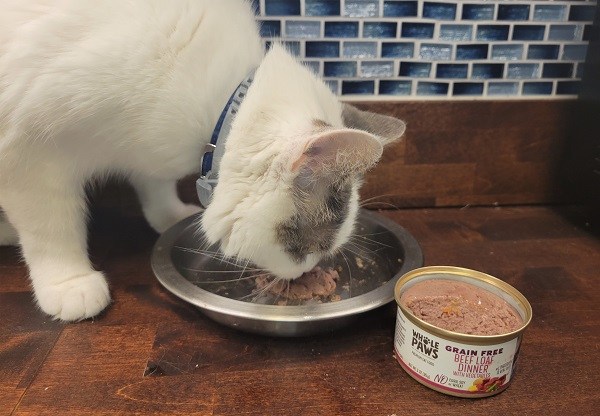 cat does like eating wet cat food
