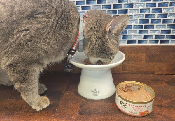 transition a cat to wet cat food