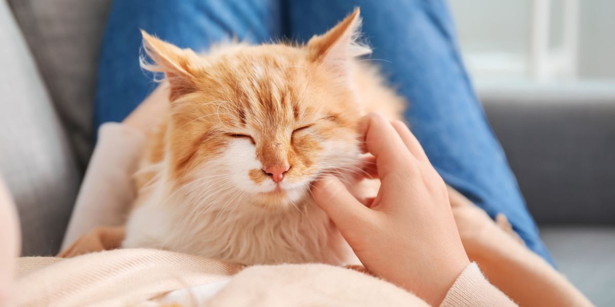 Woman with cute cat at home 